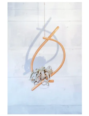 Sail Wood Air Plant Hanger, Xerographica Display, Hanging Planter Indoor, Whimsical Planter, Air Plant Holder, Modern Air Plant Display