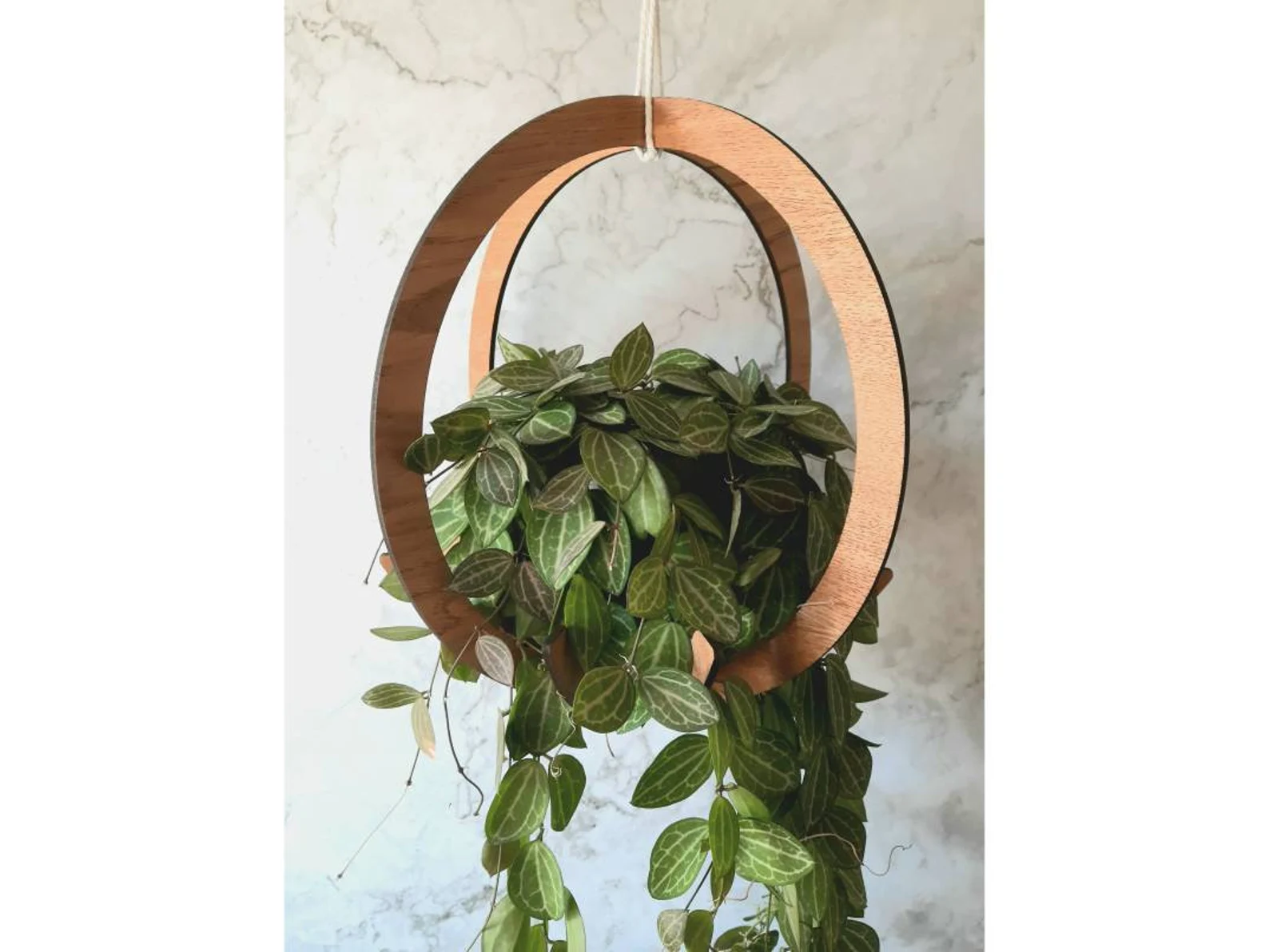 Wooden Circular Plant Hanger for Hanging/Trailing/Potted Plants - available in Ash/Oak/Walnut