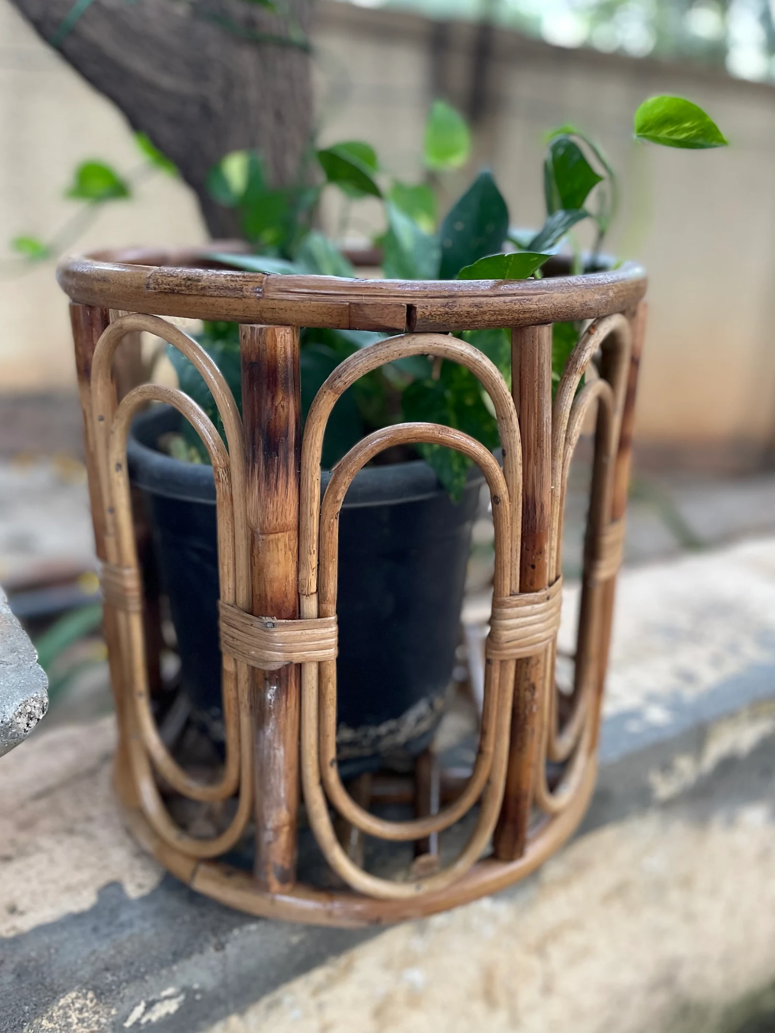 Assam Handmade Cane Planter Cum Laundry/Toy Basket: Versatile, Sturdy, and Stylish