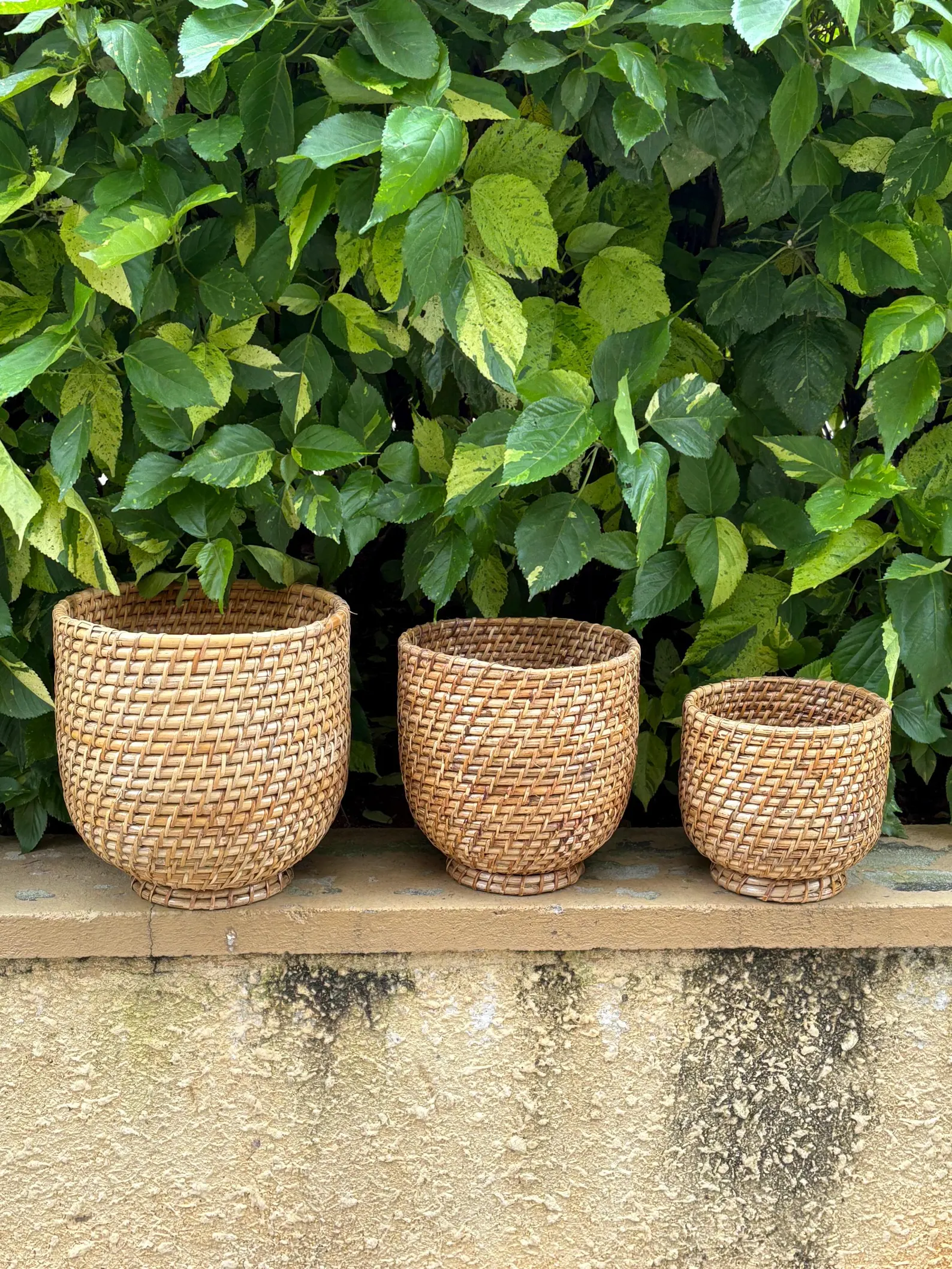 Handmade Cane Planter Set – Natural, Eco-Friendly, and Stylish