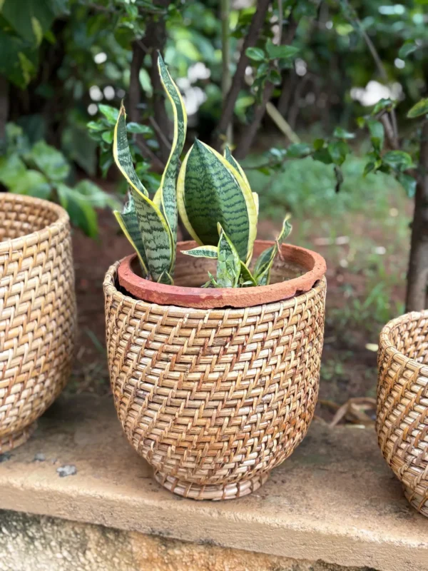 Handmade Cane Planter Set – Natural, Eco-Friendly, and Stylish - Image 2