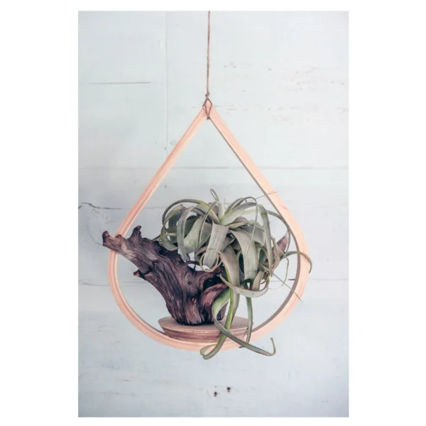 Teardrop Hanger Bundle, Wooden Plant Hanger, Tear Drop Hanger, Planter with Saucer, Boho Decor, Mid Century Modern Planter, Plant lover gift - Image 7