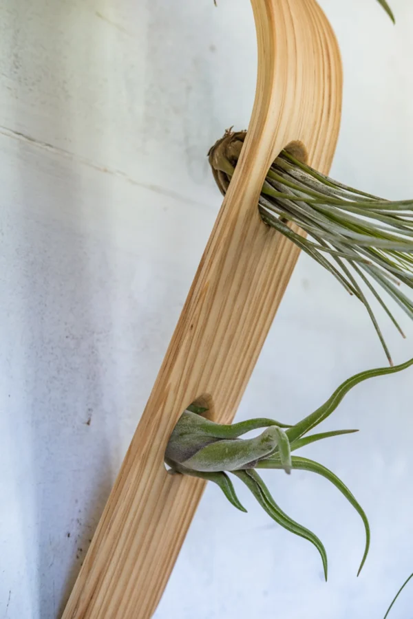 Waterfall Wave Vertical Air Plant Hanger, Air Plant Display, Large Wave, Air Plant Hanger, Large Air Plant Hanger, Hanging Wall Planter - Image 6