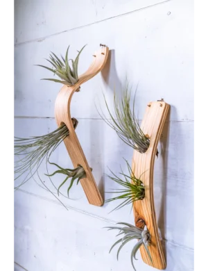 PR SR 19, Handmade Vertical Wave Air Plant Hanger – Beveled Display by Krafted Kingdom