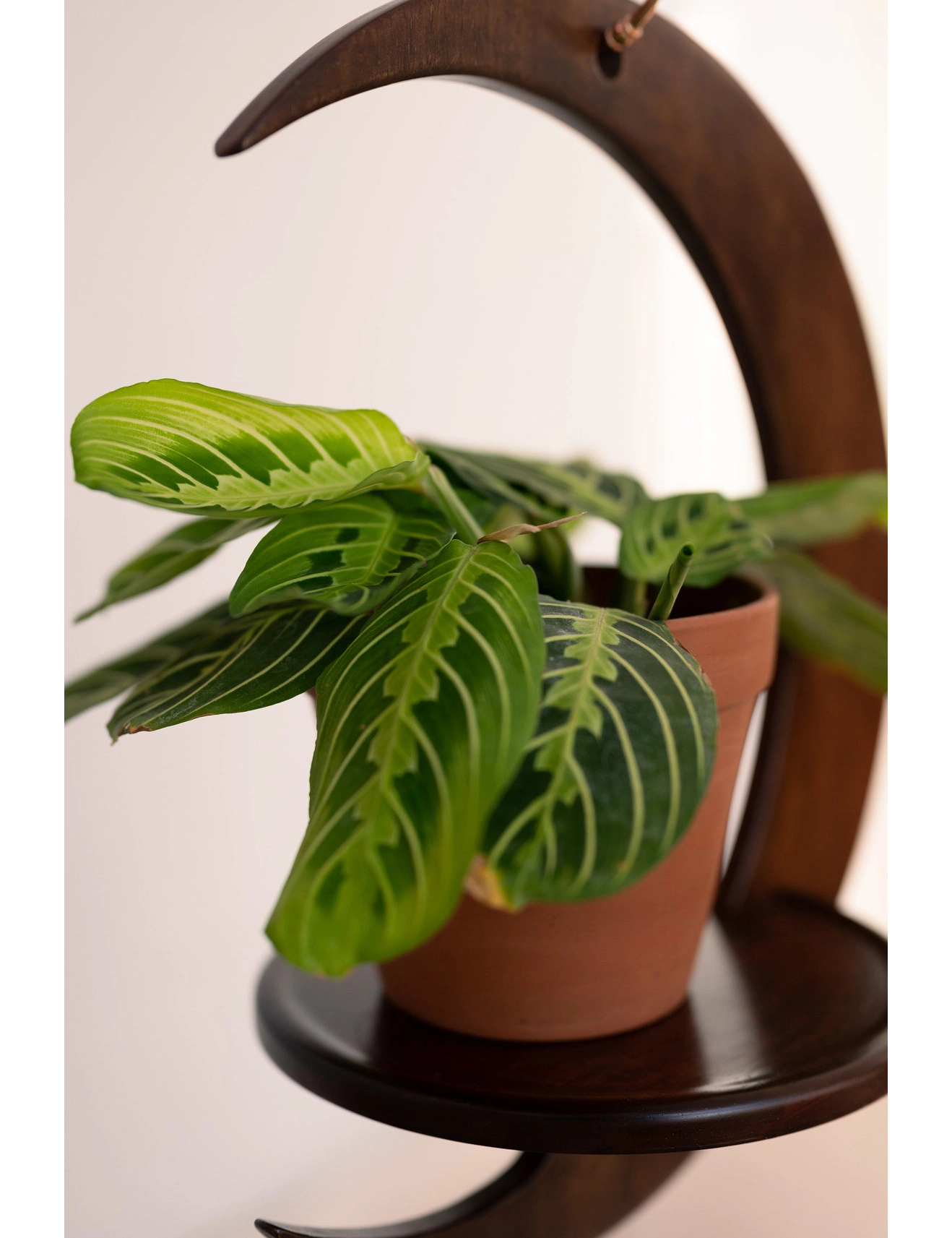 PR SR 55, Crescent Moon Wooden Plant Hanger – Handmade Hanging Shelf for Medium Plants - Image 5